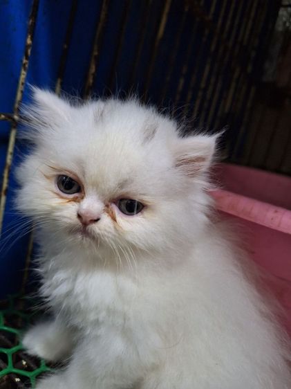 ลูกแมวเปอร์เชีย รูปที่ 5