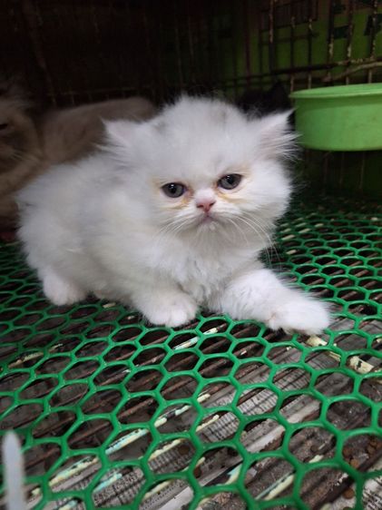 ลูกแมวเปอร์เชีย รูปที่ 13