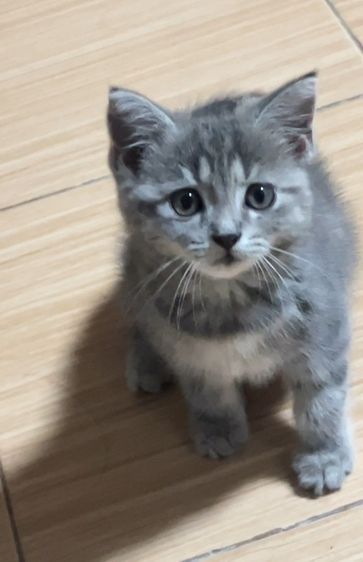 ลูกแมว รูปที่ 5