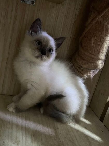 สก็อตติช โฟลด์ (Scottish Fold) สก็อตติชขนสั้น