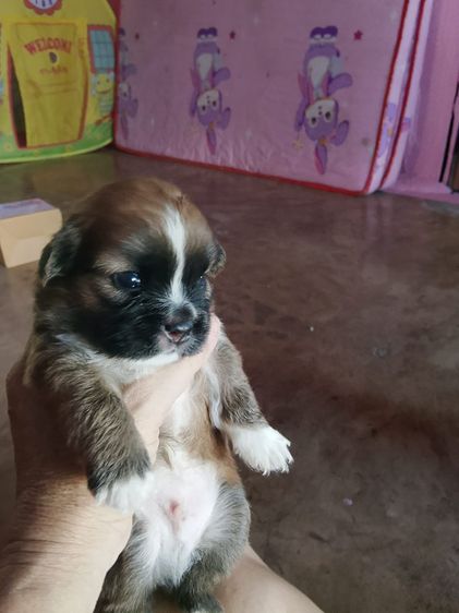 ปอมเมอเรเนียน (Pomeranian) เล็ก ชิสุ ผสม ปอม