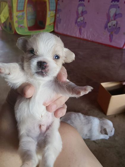 ชิสุ ผสม ปอม รูปที่ 2