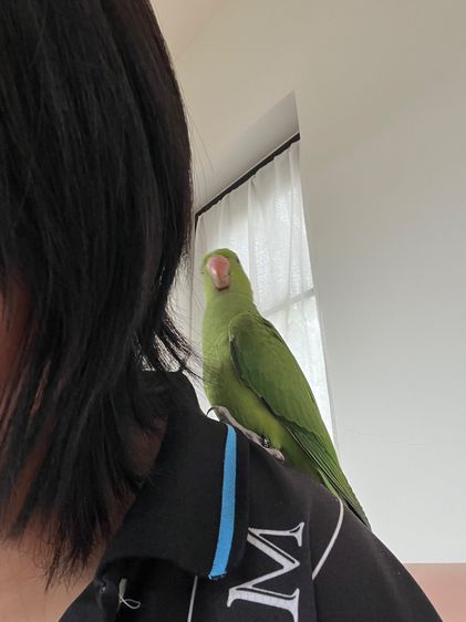 อื่นๆ Ring neck