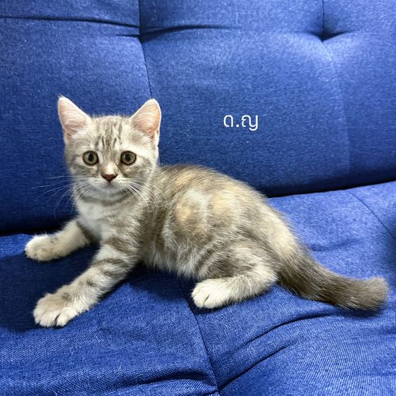 สก็อตติช โฟลด์ (Scottish Fold) ลูกแมวสก๊อตติชโฟลด์