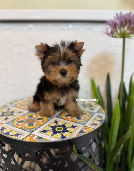 ยอร์คเชียร์ เทอร์เรีย (Yorkshire Terrier) เล็ก สาวน้อยยอร์คเชียร์ไซด์ทีคัพ