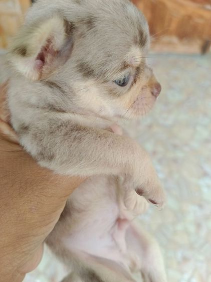 ชิวาวาขนสั้น รูปที่ 5