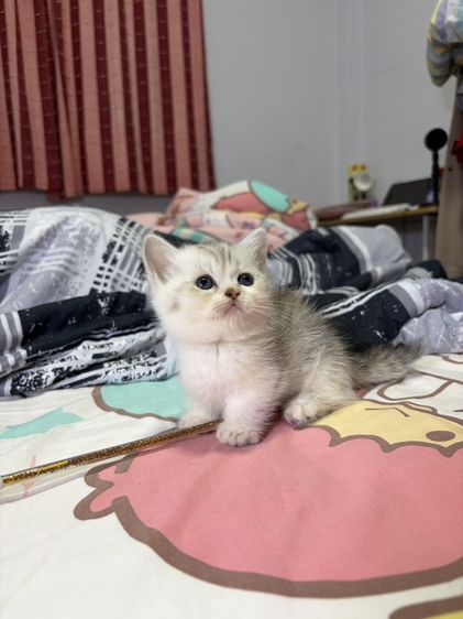 มันช์กิ้น (Munchkin) แมวมันช์กิ้น