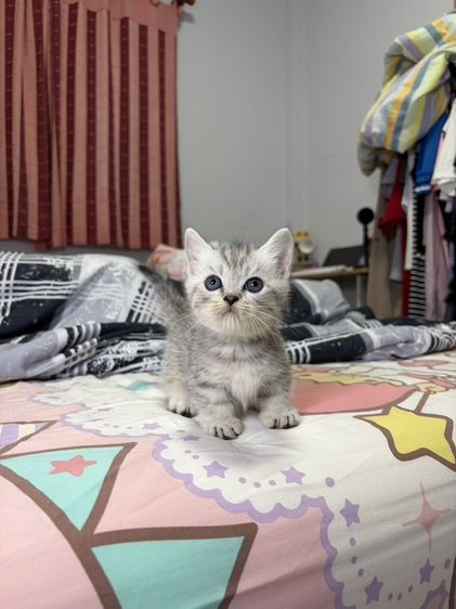 มันช์กิ้น (Munchkin) แมวมันช์กิ้น