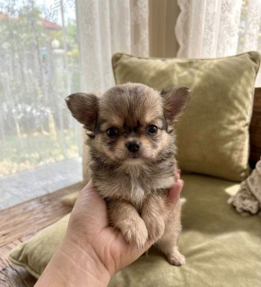 ชิวาวา (Chihuahua) ชิวาวาแท้ ไซส์ทีคัพแท้ เล็กจิ๋ว