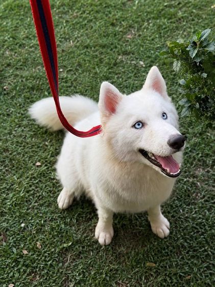 หาบ้านให้น้องไซบีเรียน ราคาเบาๆครับ ☺️ รูปที่ 5