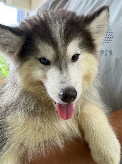 หาบ้านให้น้องไซบีเรียน ราคาเบาๆครับ ☺️ รูปที่ 3