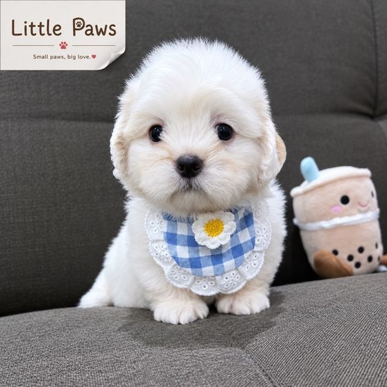 ชิสุ (Shih Tzu) เล็ก เด็กชายชิสุมอลทีสค้าบ🐾🤎🐶