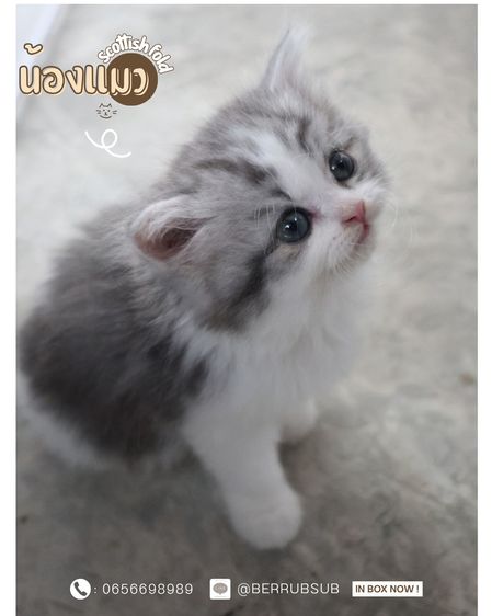 สก็อตติช โฟลด์ (Scottish Fold) แมวสก็อตติช (Scottish )