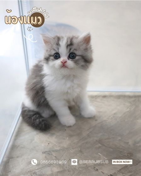 สก็อตติช โฟลด์ (Scottish Fold) แมวสก็อตติช โฟลด์ (Scottish Fold)