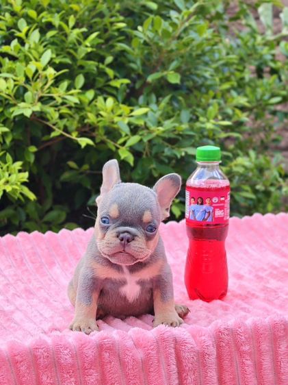 เฟรนช์ บูลด็อก (French Bulldog) เฟรนช์บลูด็อก