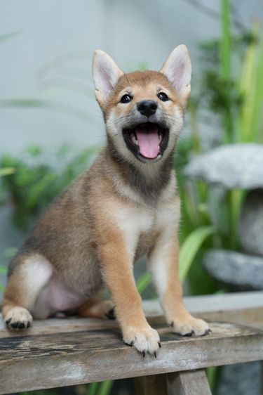 ชิบะ (Shiba Inu) เล็ก ลูกสุนัขชิบะอินุเพศเมียอายุ 2 เดือน