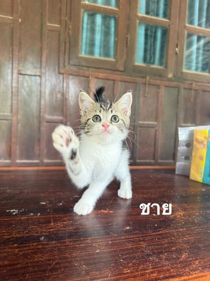 สก็อตติช 3เดือน