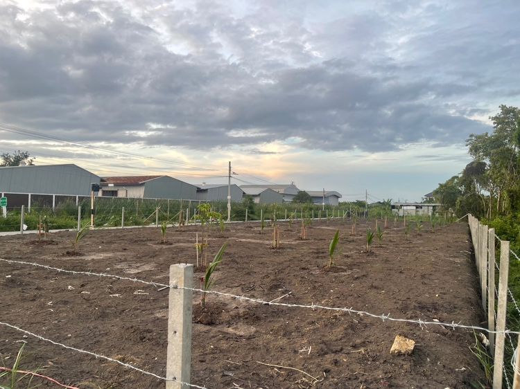 ขายที่ดินสวนเกษตร 100–300 ตร.ว. ติดถนน 2 ด้าน ซอยมหาดไทย บางบัวทอง ใกล้บางกรวย–ไทรน้อย รูปที่ 2