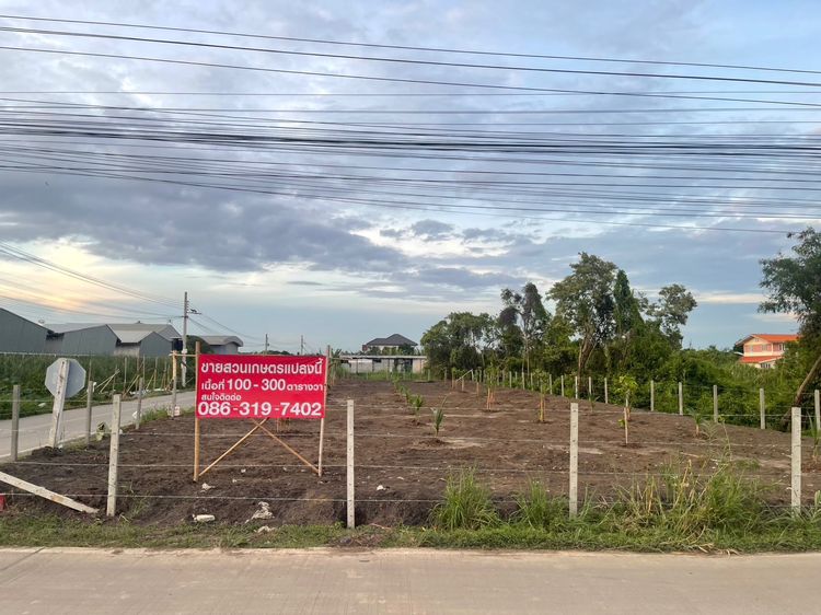 ขายที่ดินสวนเกษตร 100–300 ตร.ว. ติดถนน 2 ด้าน ซอยมหาดไทย บางบัวทอง ใกล้บางกรวย–ไทรน้อย รูปที่ 3