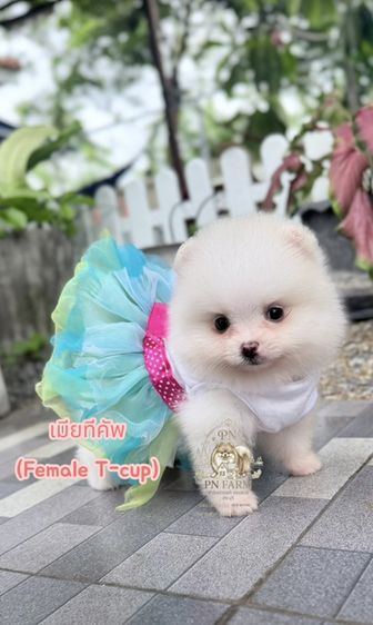 ปอมแท้ราคาถูก รูปที่ 5