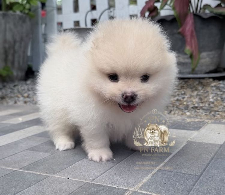 ปอมแท้ราคาถูก