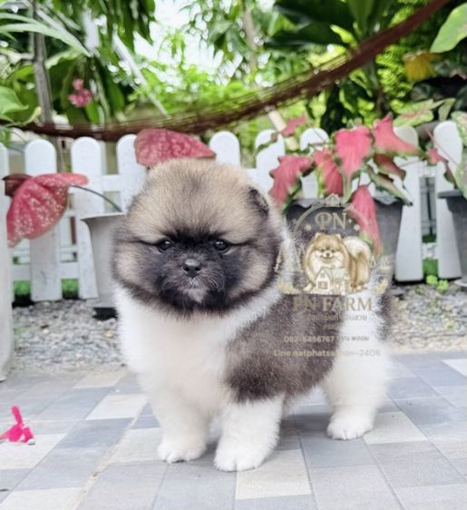 ปอมแท้ราคาถูก รูปที่ 5