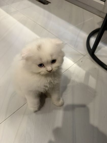 น้องแมว ตาสองสี