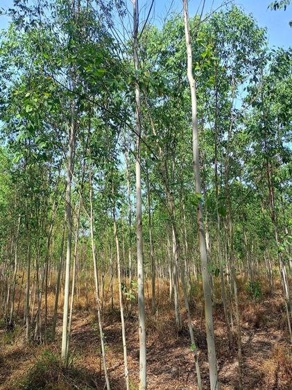 ขายที่ดินพร้อมต้นยูคาลิปตัส