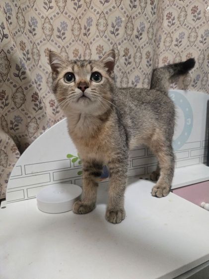 สก็อตติช โฟลด์ (Scottish Fold) แมวสก็อตติช