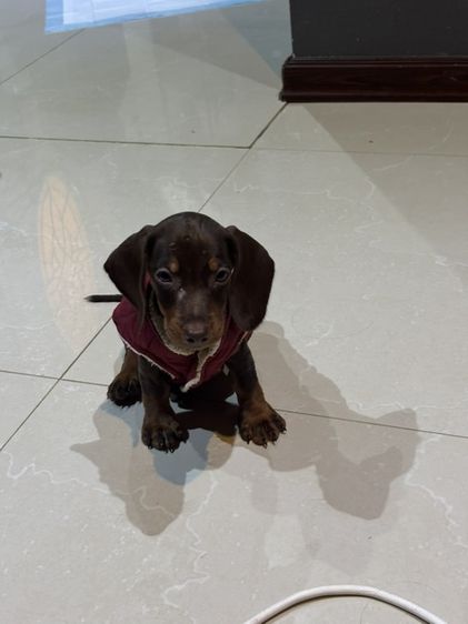 ดัชชุน (Dachshund) กลาง ดัชชุนตัวเมีย
