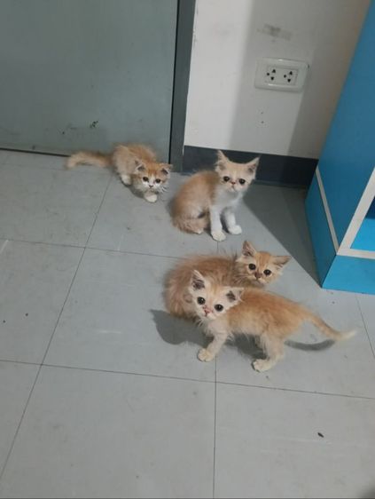 เปอร์เซีย (Persian) เเมว