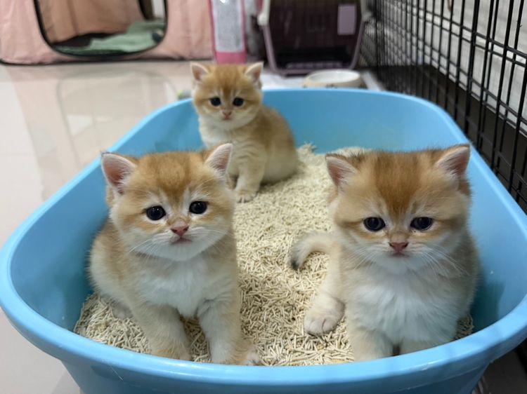 British Shorthair