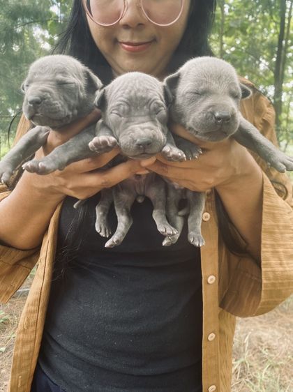 อื่นๆ กลาง Thai Ridgeback dog(ไทยหลังอานแท้)