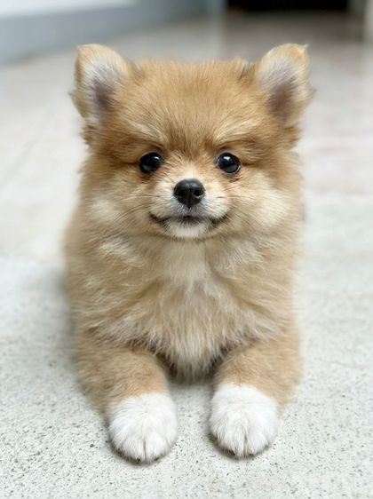 ปอมเมอเรเนียน (Pomeranian) เล็ก ลูกปอมลูกสุนัขที่บ้านเลี้ยงเอง