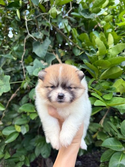 ปอมเมอเรเนียน (Pomeranian) เล็ก ปอมหมีๆสีแฟนซี