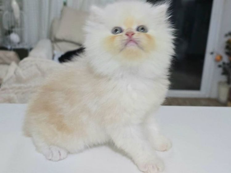 เปอร์เซีย (Persian) แมวเปอร์เซียอายุ2เดือนกว่าๆอ่วนแข็งแรง