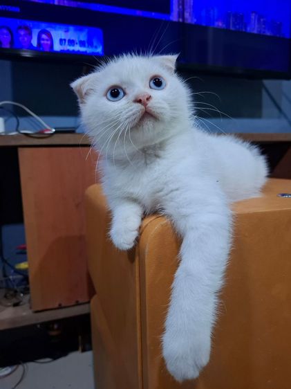 สก็อตติช โฟลด์ (Scottish Fold) แบ่งเลี้ยง สก็อตติช แมว สีขาว หูพับ ตาสีฟ้า