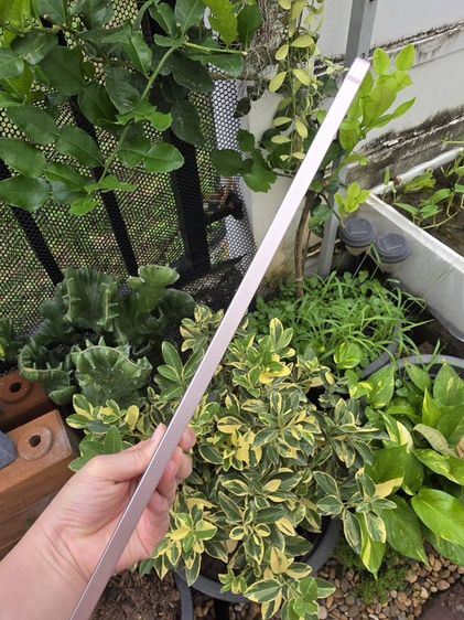 IPad Air 5 M1 256GB Cellular + Pencil 2 กล่องครบ เครื่องสวย รูปที่ 5