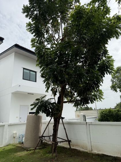 ต้นไม้มงคล ต้นมะฮอกกานี ต้นแคนา รูปที่ 3