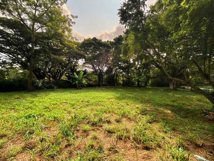 🌿 ขายที่ดินทำเลทอง ปากช่อง-เขาใหญ่ ติดคาเฟ่ โมยาด ด้านหลังติดริมธารน้ำธรรมชาติ บรรยากาศร่มรื่นน่าพักผ่อน