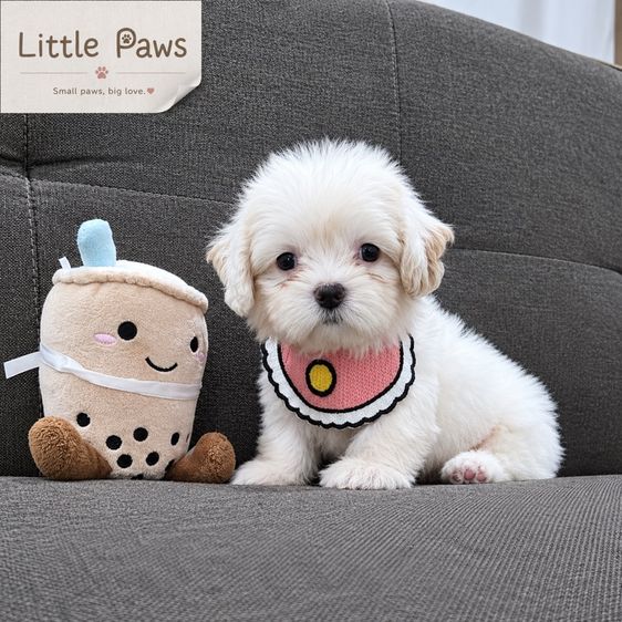 ชิสุ (Shih Tzu) เล็ก เด็กหญิงชิสุมอลทีสคร้า👧🏻🐾