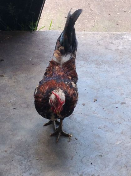 ไก่แจ้ตัวผู้ 4เดือน