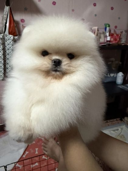 ปอมเมอเรเนียน (Pomeranian) เล็ก สุนัข ปอม