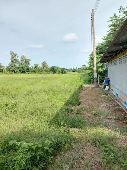 ที่ดินเปล่า รูปที่ 3