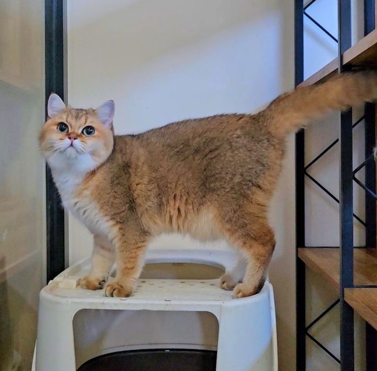 บริติช ชอร์ตแฮร์ (British Shorthair) หนุ่มแน่น