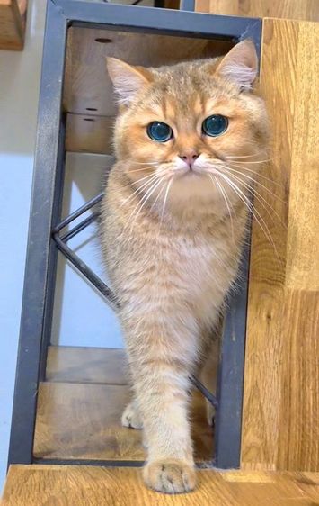 บริติช ชอร์ตแฮร์ (British Shorthair) หนุ่มบริติช