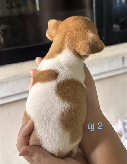 ชิวาวาแท้100%ตัวจิ๋วขนสั้น🐶❤️ รูปที่ 6