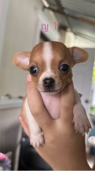 ชิวาวาแท้100%ตัวจิ๋วขนสั้น🐶❤️ รูปที่ 3