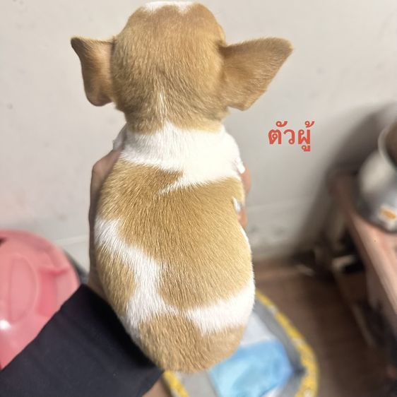 ชิวาวาแท้100%ตัวจิ๋วขนสั้น🐶❤️ รูปที่ 2