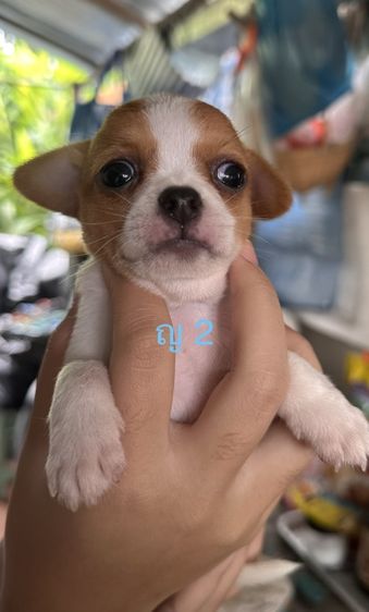 ชิวาวาแท้100%ตัวจิ๋วขนสั้น🐶❤️ รูปที่ 5